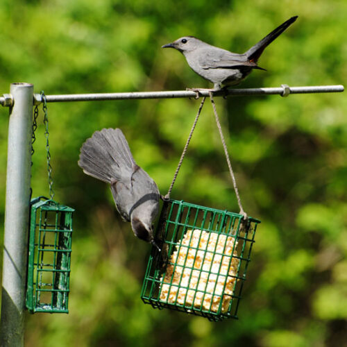 Living with Wild Animals and Birds in the United States